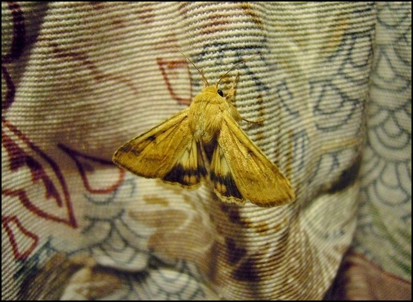 Noctuidae? Sì, Heliothis nubigera
